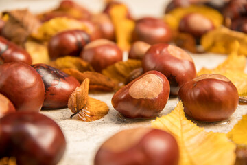 shiny chestnuts in autumn leaves