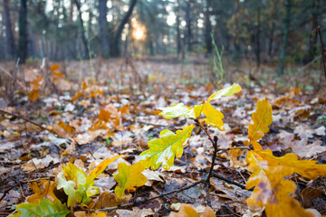 Fototapeta na wymiar closeup red dry leaves in a forest, autumn outdoor scene