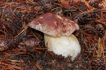 Boletus pinophilus, comúnmente conocido como bolete de pino o bolete rey de madera de pino, es un hongo comestible muy buscado. Seta encontrada en un hermoso bosque de pinos en otoño en Madrid, España