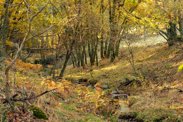 Fototapeta premium Pequeño riachuelo en un bosque de robles en San Mamés, España. Paisaje otoña dell conocido como arroyo de El Chorro.