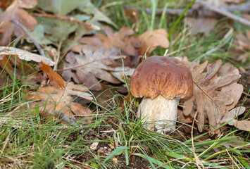 Un joven Boletus aereus, el cep oscuro o bolete de bronce, es un hongo comestible muy apreciado y muy solicitado. Seta encontrada en un hermoso robledal en otoño en Madrid, España.