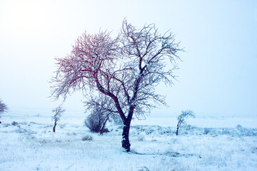 Fototapeta na wymiar beautiful frosty tree in winter