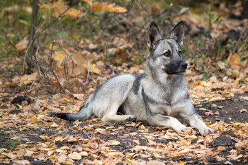 Dog lying on the autumn leaves in the park