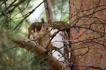 Obraz premium Squirrel is sitting and peeping on the tree 