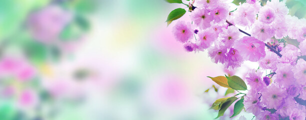 Fototapeta na wymiar Cherry blossoms over nature background. Spring flowers. Spring Background with bokeh.