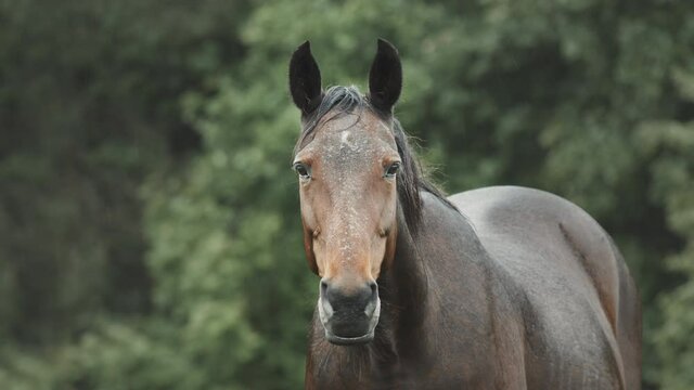 Portrait of a beautiful horse (stallion) standing in summer rain staring into the camera.
