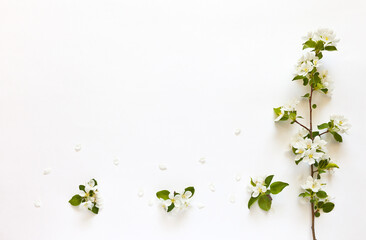 Sprig of blossoming apple tree and beautiful flowers of apple on white background. Delicate floral background for congratulations, advertising or announcements. Flat lay, copy space, top view, mock up