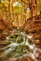 Deep forest autumn creek waterfall. Autumn nature landscape. Autumn forest creek view. Creek deep in mountain forest in Hungary Europe