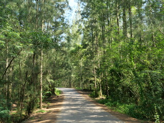 Fototapeta na wymiar The asphalt road in the pine forest growing in green leaves with blue sky in background