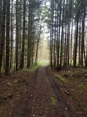 path in the woods