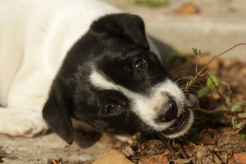 Portrait of wild cute dog