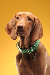 Young vizsla pointer dog portrait on colored background