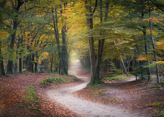Kurvenreiche Straße in einem Buchenwald in Herbstfarben, Wanderweg, Utrechtse Heuvelrug, Kaapse Bossen