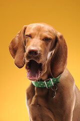 Young vizsla pointer dog portrait on colored background