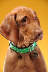 Young vizsla pointer dog portrait on colored background