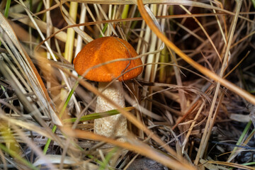 Young mushroom red-capped ( Leccinum aurantiacum mushroom or  Red-capped scaber stalk ) among dense grass. Place for text.