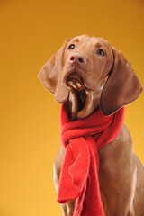 Young vizsla pointer dog portrait on colored background