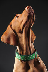 Young vizsla pointer dog portrait on colored background