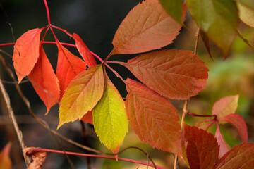 Colorful autumn leaves on black background