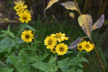Verbesina encelioides au jardin en automne