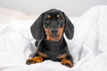 Obedient cute black and tan dachshund puppy sitting on white blanket and touching gaze looks straight in bedroom. Gentle portrait of baby dog.