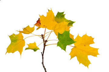 Autumn branch with yellow maple leaves isolated on a white background.