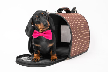 Lovely dachshund puppy in pink bow tie sits at entrance to opened pet carrier with rigid frame,...