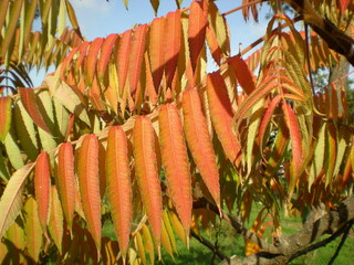 autumn leaves ion the tree branch in the morning sunlight n the park