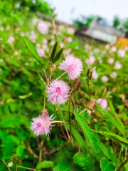 pink and white flowers