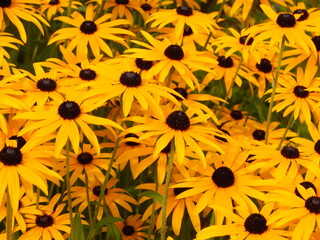 yellow flowers background