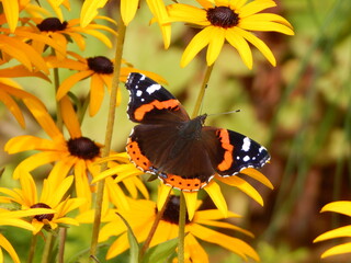 butterfly on flower