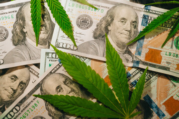 Cannabis marijuana leaves on money dollars . Concept of herb medicine, drug trade, legalization,...