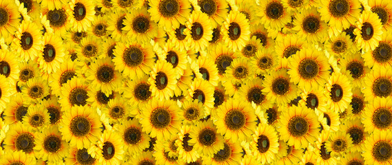 Top view flowers pattern texture on  background