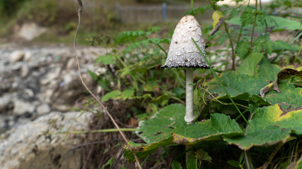 Poison mushroom with white heads. Fungus. Coprinus comatus, the shaggy ink cap, lawyer wig or...