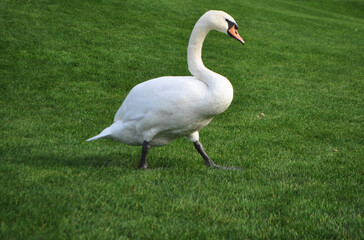 white swan on grass