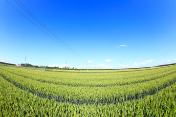 The green wheat fields