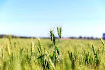 The green wheat fields