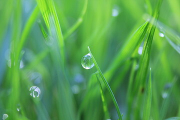 green grass background on meadow with drops of water dew close-up. Beautiful artistic image of purity and freshness of nature, copy space.