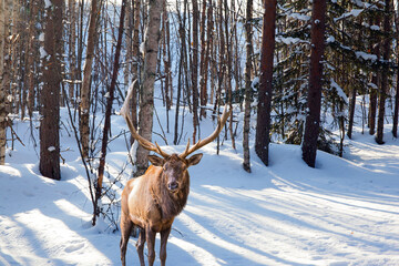 Red deer with branched antlers