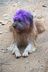 Dog lying on the ground with head colored in purple