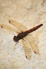 dragonfly red veined darter, these red dragonfly is common in the UK 