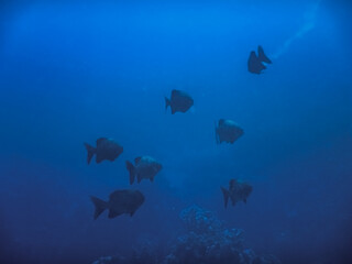 fish swarm in the distance while diving