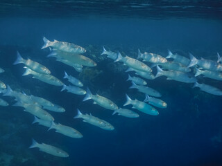 Fototapeta na wymiar fish swarm near of the surface while diving