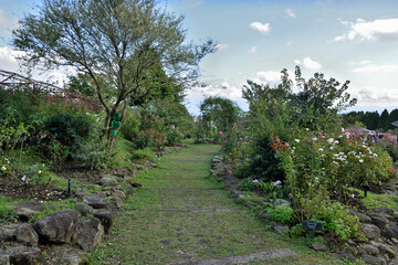 くじゅう花公園「ローズガーデン」
