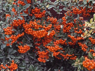 Fototapeta na wymiar orange pyracantha berries bushes close up