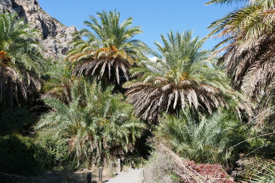 Palmen Paralia Preveli auf Kreta am Mittelmeer in Griechenland