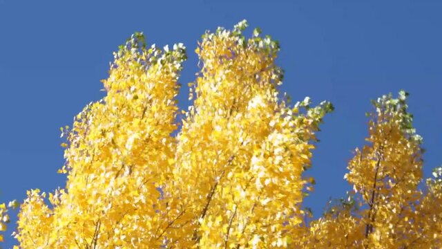 Hojas de chopo amarillas meci&eacute;ndose con el viento. Oto&ntilde;o.