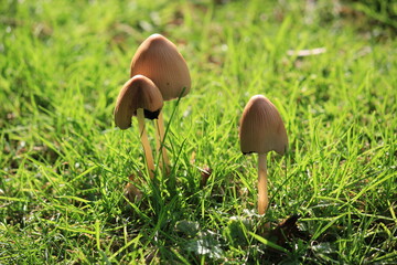 magic mushrooms  or liberty cap mushroom hallucinogenic growing against grass background with copy space 