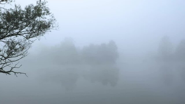 Aerial view. Lake in morning light covered with fog, captivating willow trees on the side. Beautiful landscape of plain river. Mystic foggy swamp. Beautiful tranquil landscape of misty  lake with fog.