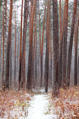Snow covered footpath in a forest